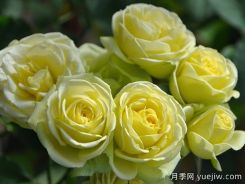 奶油龙沙宝石月季是藤本吗?