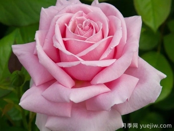 弗雷德里克米斯塔尔月季/米斯特拉香水/儿童玫瑰