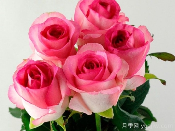 贝拉维塔月季/美好生活月季