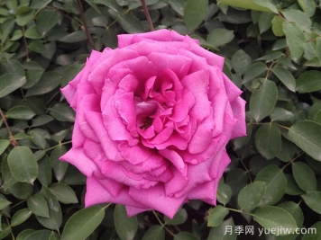 月季，市花之最，东西方的混血美人