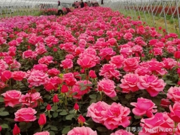 香飘九州，南阳月季何以花满天下？