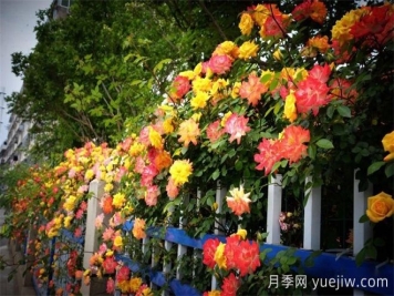 香飘九州美不胜收!丹阳惊现五彩月季花墙场景!