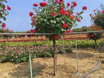 郑州马路边的树状月季花为什么开这么大？ 有妙招!