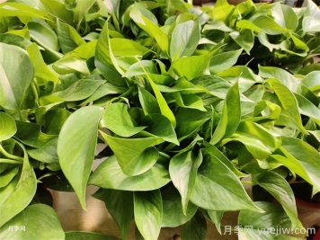 50种常见花卉绿植的养护指南