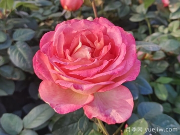 南阳月季教你区别月季花和玫瑰花