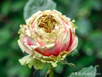 3个僵尸月季品种，花苞打不开，选择需谨慎