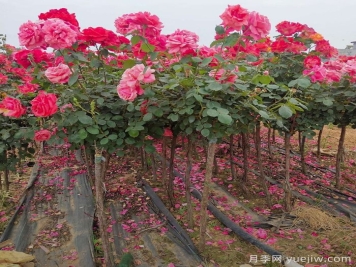 影响树状月季嫁接生活率的五大因素，你了解几个？