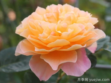 养棵印象派月季，花朵又美又香，四季都有花看