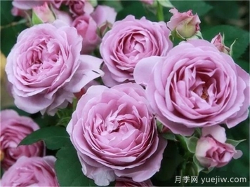 热门50种月季花品种展示，每一种都独特美丽