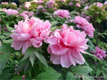 牡丹国色天香，栽培历史已有1500年