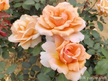 花友票选10种最好养护的花卉，月季第二