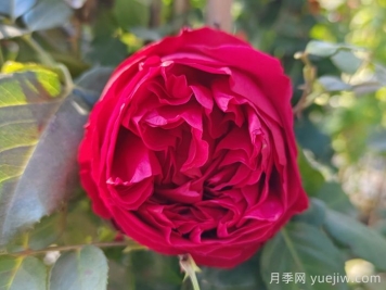 爱种藤本月季的福建朋友来看，必养的二个品种