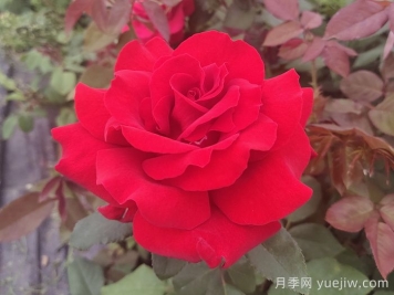 关于月季花颜色寓意，你不知道的花语
