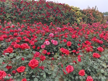 月季花开满全城，郑州建多个月季景观主题公园