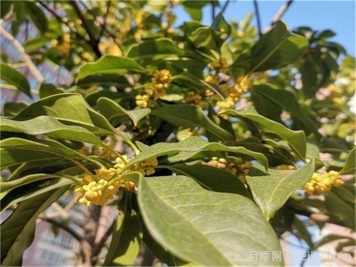 盆栽桂花开花少或不开花？4个原因来年花开满树