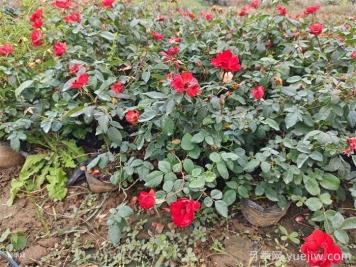 月季杀菌剂兑水后可以保存多久？