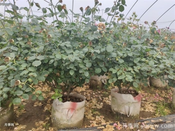 老龄月季更新如何修剪和保护芽？