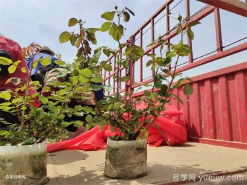 盆栽月季花朵为什么越开越小？防治办法有5点