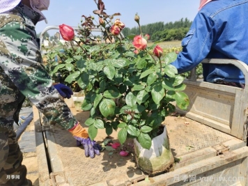 夏天月季长得好，这几点养护要求要做到