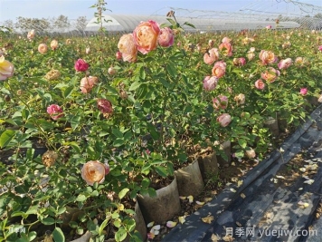 月季叶片发黄？黄叶的处理办法