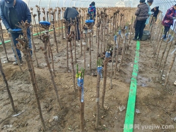 砧木与接穗，如何影响月季嫁接成活的？