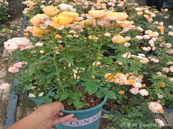 节日花展，盆栽月季花期调控管理如何做？