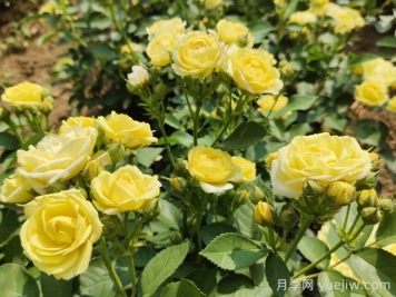 园林花木常见的10种蚧壳虫
