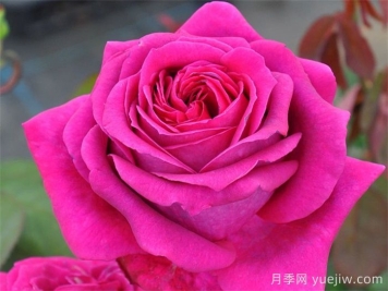 悠久的约定月季介绍和优缺点