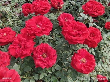 关于切花月季的规范