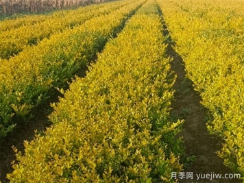 金森女贞的养护管理措施