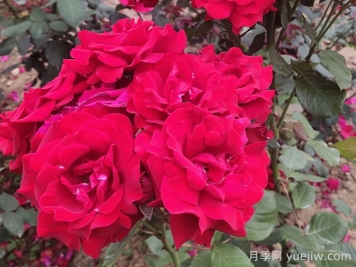 花中皇后，月季花有什么功效与作用？