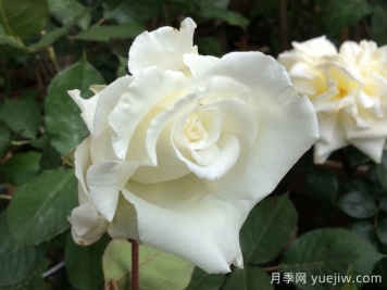 路易斯朗斯夫人月季/白色荆棘崖