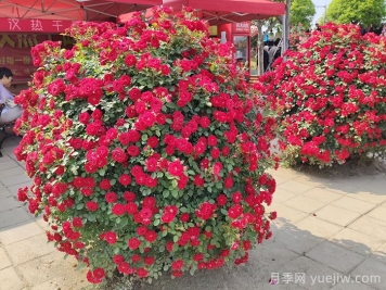 造型月季花球在城市园林绿化中的应用