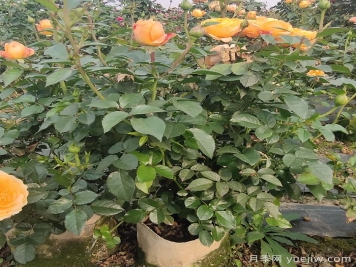 月季花夏季的修剪、施肥和防治病虫害攻略