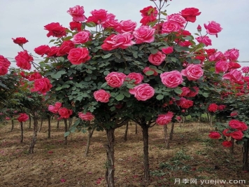树状月季，月季树基地行情价格表