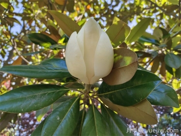 白玉兰长得好不好，如何促花开？