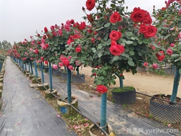 公园和景区树状月季，树状月季苗批发基地