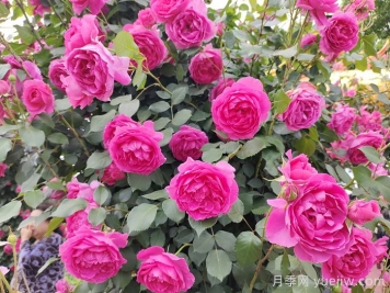 花墙养成必选的6种藤本月季品种，四季开花不停歇