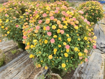 藤彩虹月季的耐热性怎么样？