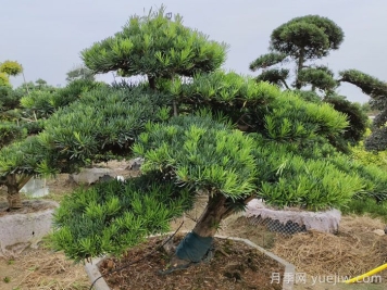 松树十大品种，松树哪些品种最值钱？