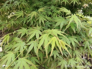 鸡爪槭的栽培技术及注意事项