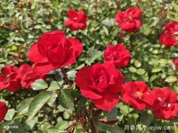北京红月季，国月园林丰花月季推荐