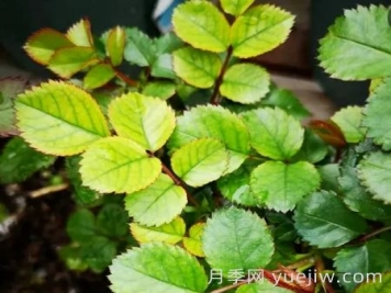 夏季月季新叶子发黄，该如何解决？