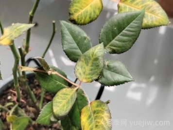 总结，9种月季黄叶症状及解决方法