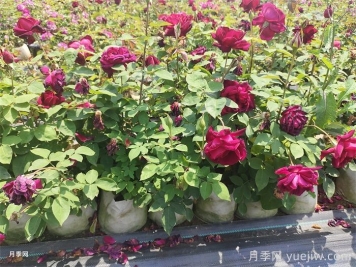 盆栽月季防暑降温小妙招，你知道吗？