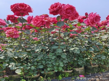 月季莫名掉叶子，生长不良？诊断病因让月季茁壮成长