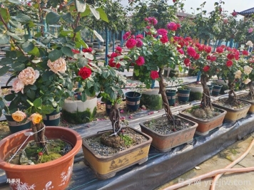 月季花盆景的制作与养护技巧