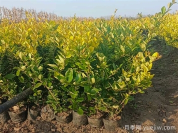 金森女贞和金叶女贞的区别有哪些？