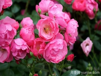暮春初夏，咸阳泾阳蔷薇花盛放