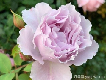 蓝紫色月季发展简史，有哪些值得收藏的品种？